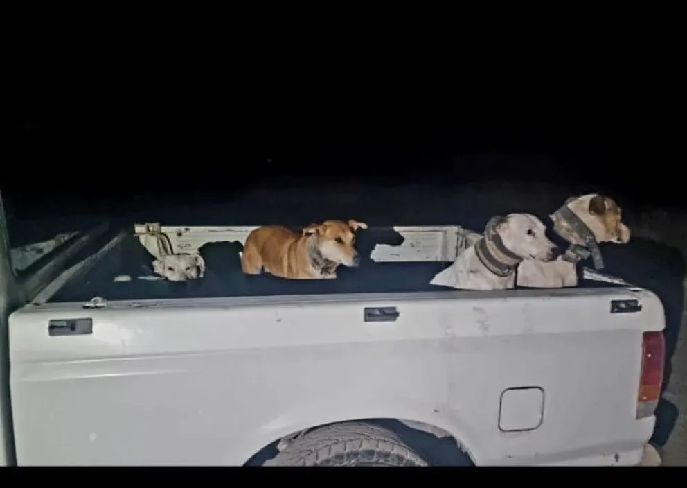 Los canes transportados en una de las camionetas. 