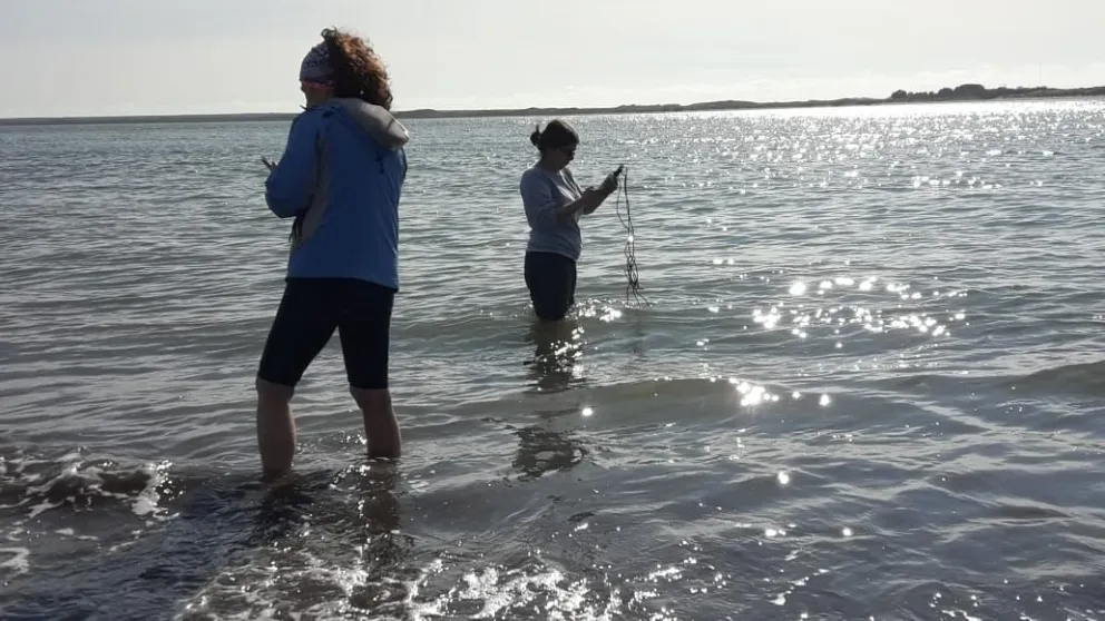 El bagre marino de la Patagonia, centinela de la contaminación. 