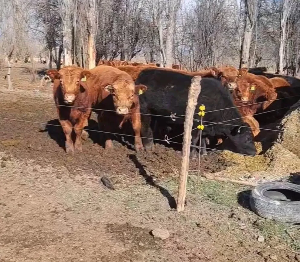 Caso de cuatrerismo con un animal con una genética superior. Fotos: Cabaña La Carlota. 