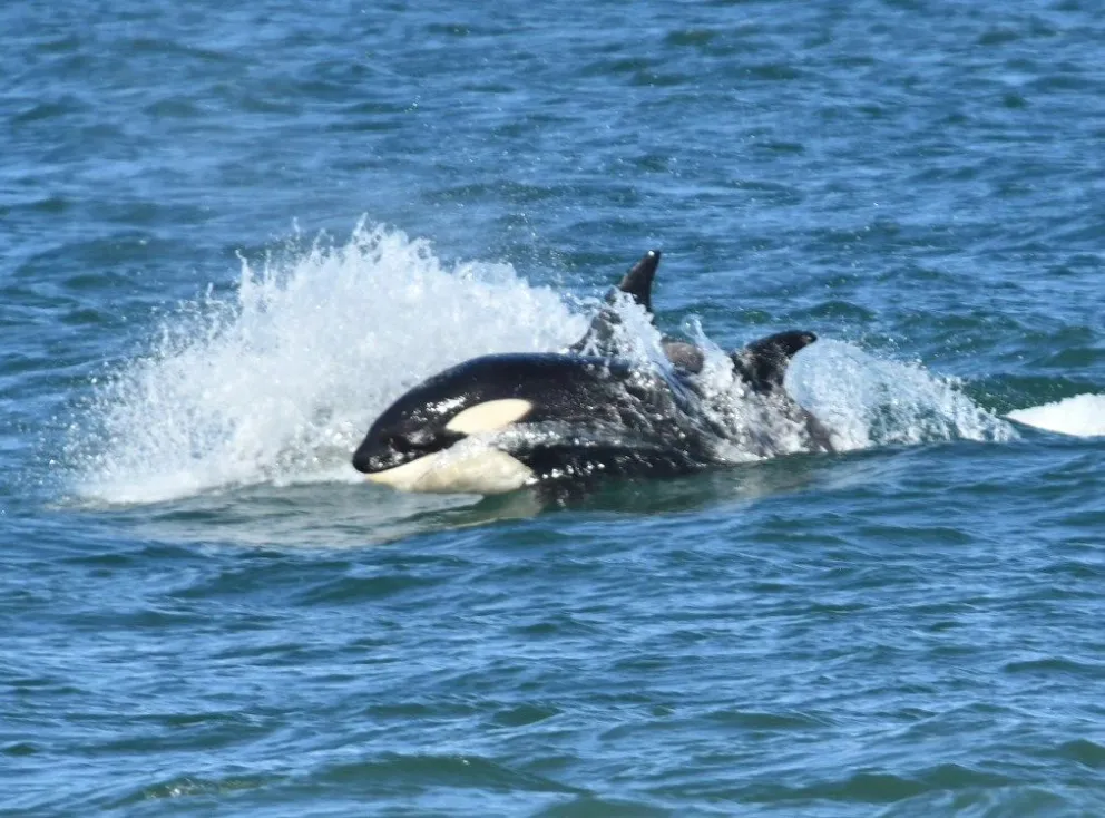 Fotos de "El Winnie".
