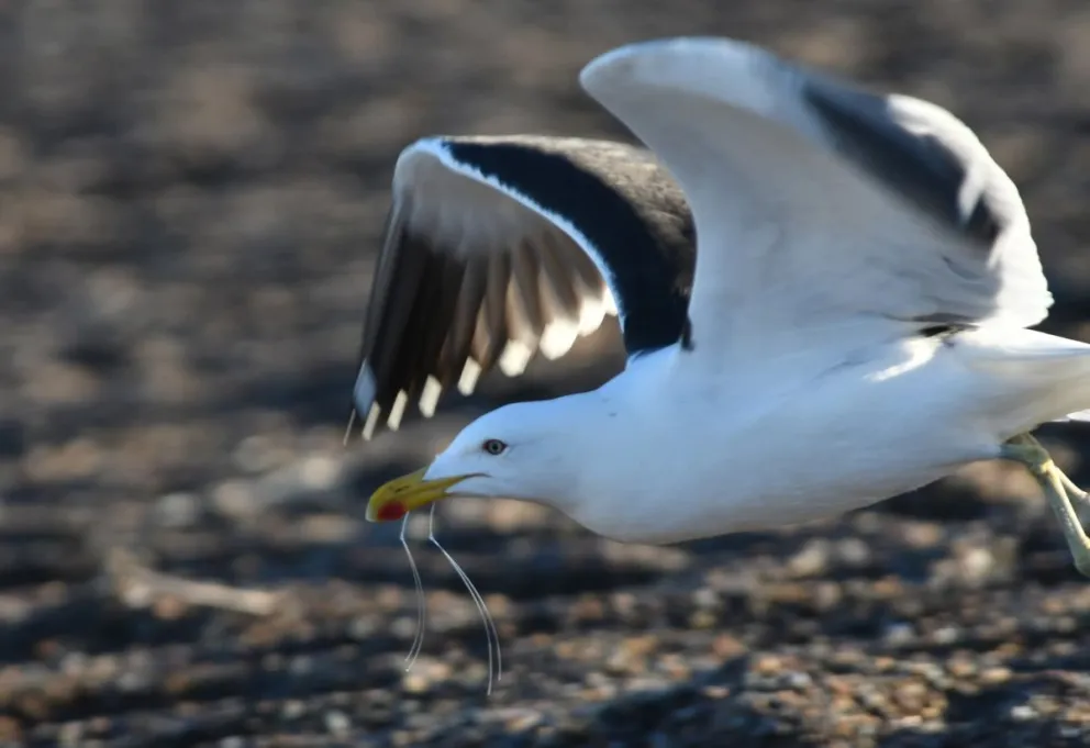 Ante lo que se vivió el fin de semana, habrá cambios en el reglamento de lo concursos de pesca 