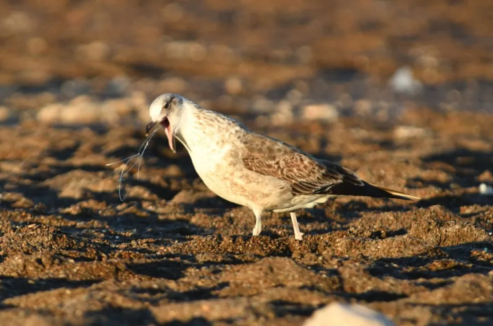 Una de las gaviotas intentando sacarse el anzuelo de su garganta (Fotos: El Winnie)