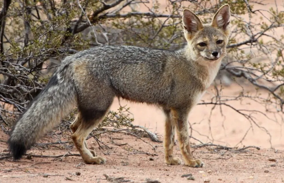 La norma buscará establecer salas de faena para un manejo más eficiente.