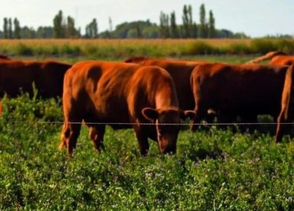 El sufrimiento de una productora viedmense por un nuevo caso de abigeato en su campo. Foto Web. 