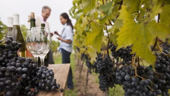 La Ruta del Vino de Río Negro se renueva y bodegas de la Patagonia se unen al enoturismo | NoticiasNet