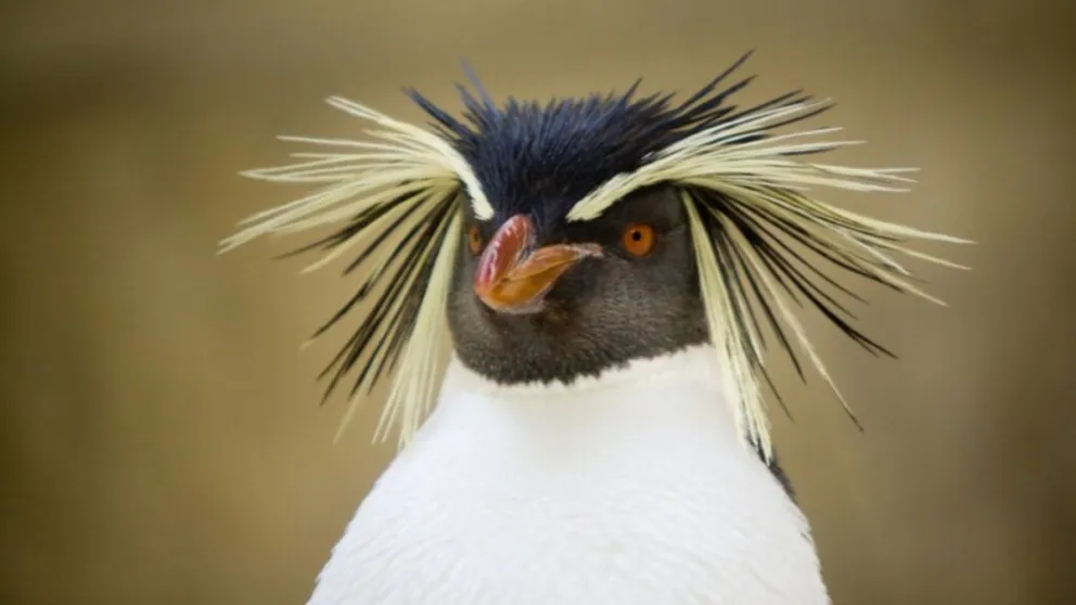 El pingüino de Penacho Amarillo del Norte es una especie en peligro
