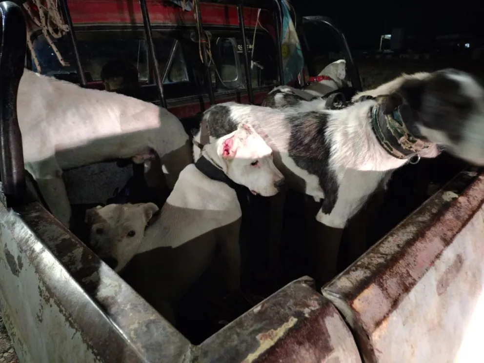 Los perros eran trasladados sin las correspondientes medidas de seguridad. 
