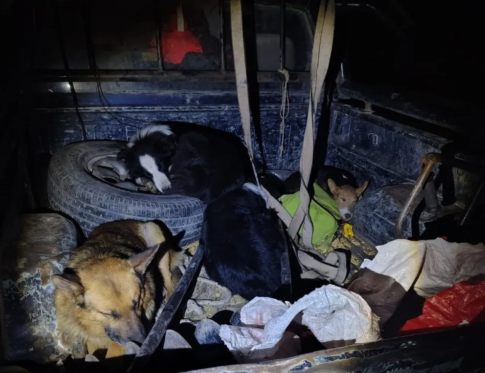 Los canes eran trasladados en la caja sin las normas de seguridad. 