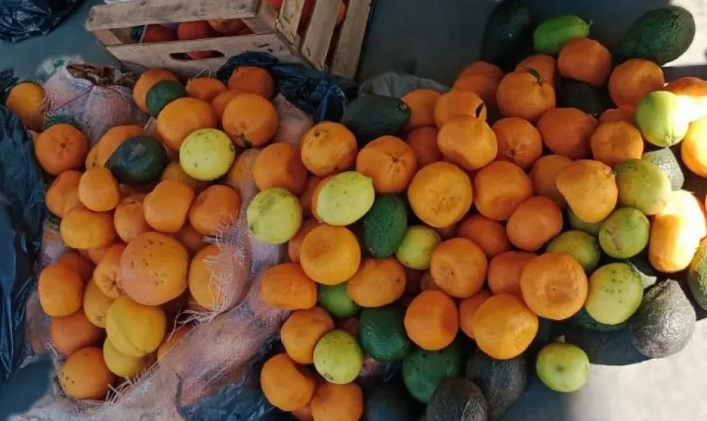 Se trata de cítricos y paltas. Foto gentileza Senasa.