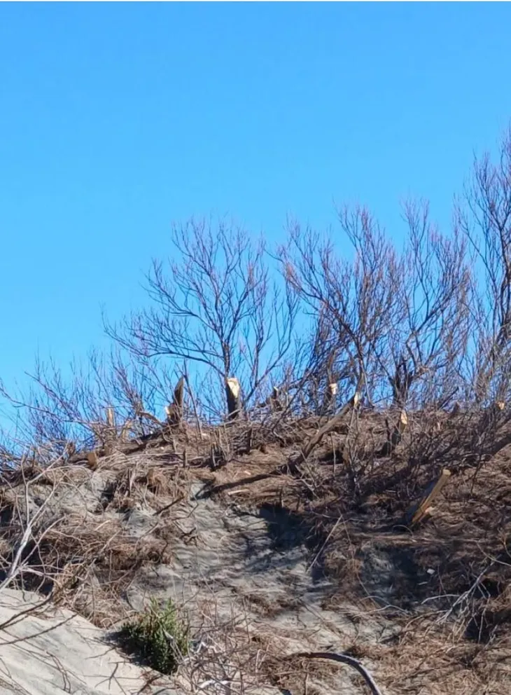 Desconocidos cortaron tamariscos y se cree que para usarlos como leña 