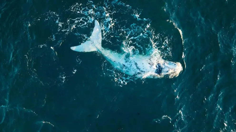 Una de las imágenes logradas por Marcos Beliú. Foto:@ck_tsc.
