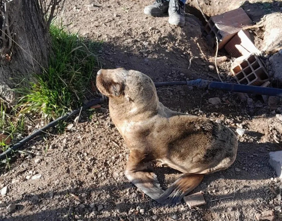 Con el apoyo del personal del vivero, se logró trasladar al lobito hasta la costa del río Negro.