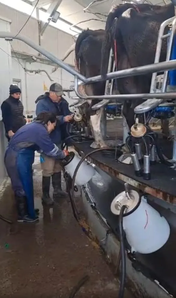 Los tamberos en pleno proceso (Fotos: Escuela Agrotécnica Conesa)