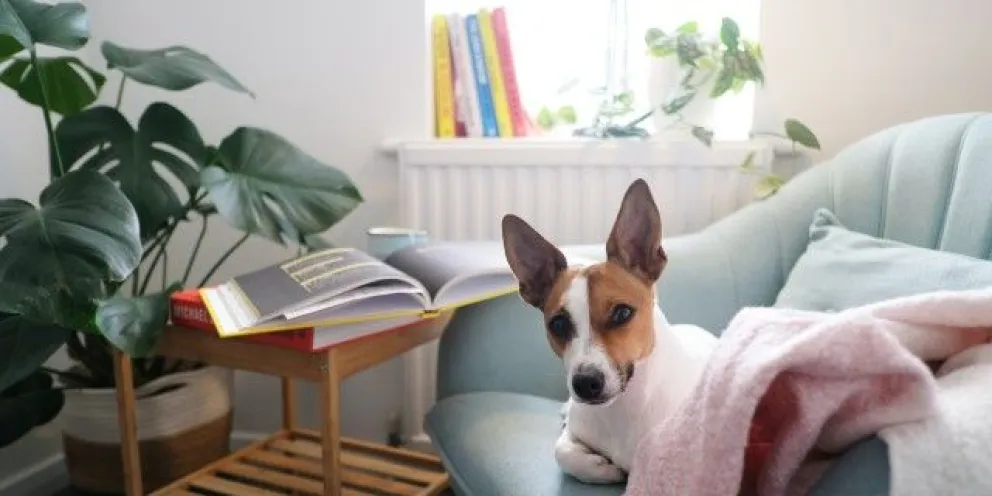 Alquilar y tener mascotas no parece una combinación perfecta (Imagen ilustrativa)