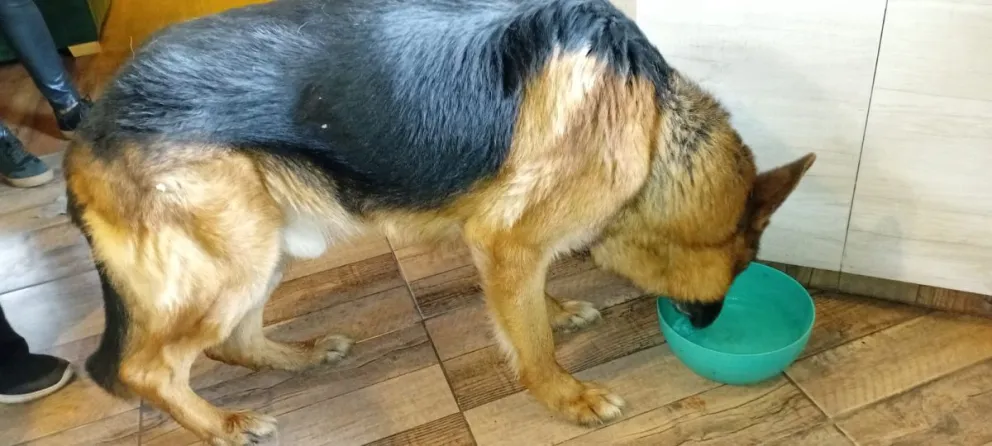 El pastor alemán envenenado, en plena recuperación. 