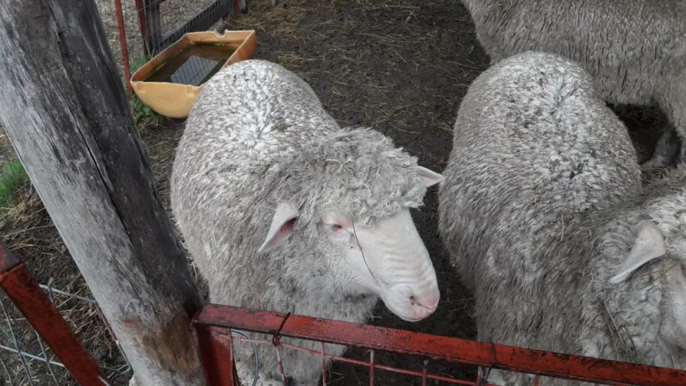 Ejemplares Merino de 10 meses. Foto INTA.