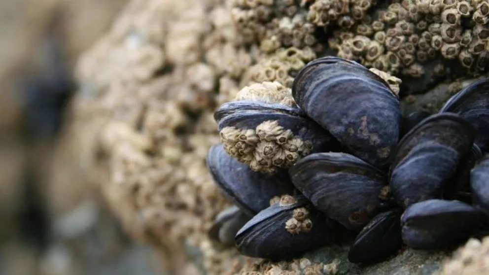 La ingesta puede provocar intoxicaciones graves en las personas.