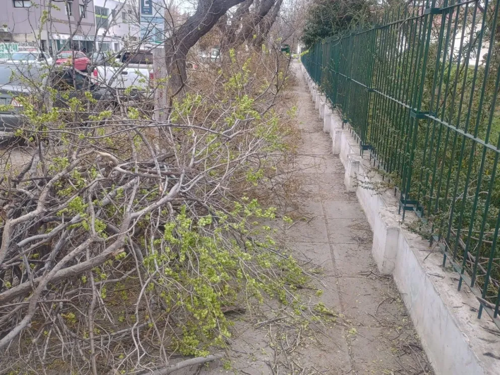 Los cables de media tensión en el centro de la escena. Fotos Vanesa Schwemmler para NoticiasNet.