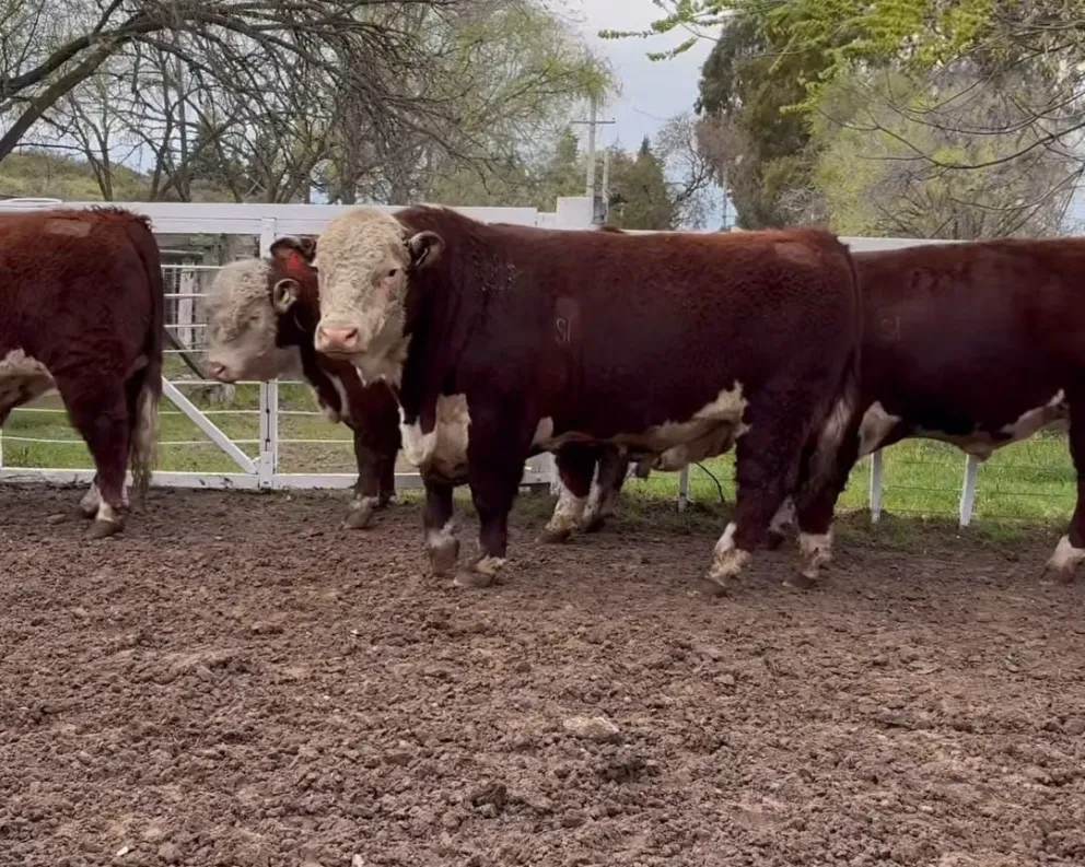 La raza Hereford es una de las más atractivas del sector. 