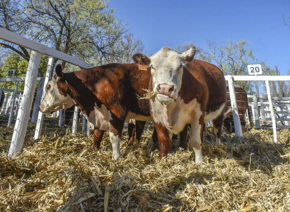 Fotos de Vanesa Schwemmler para NoticiasNet.