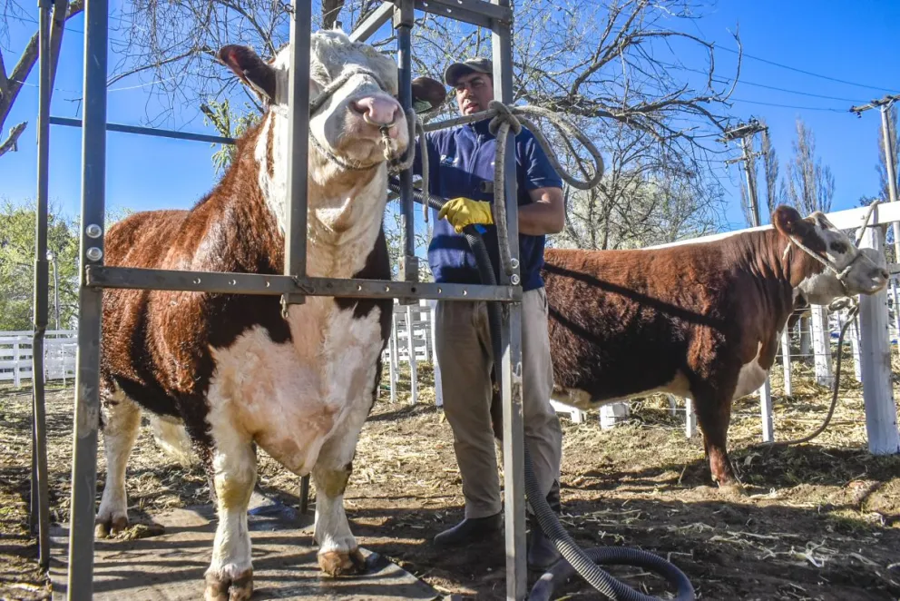 Un recorrido por lo mejor de la ganadería, la agricultura y la industria de la región.