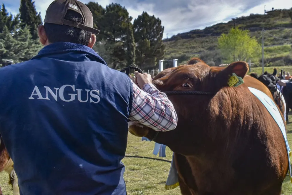 Un Angus dio el mejor precio.