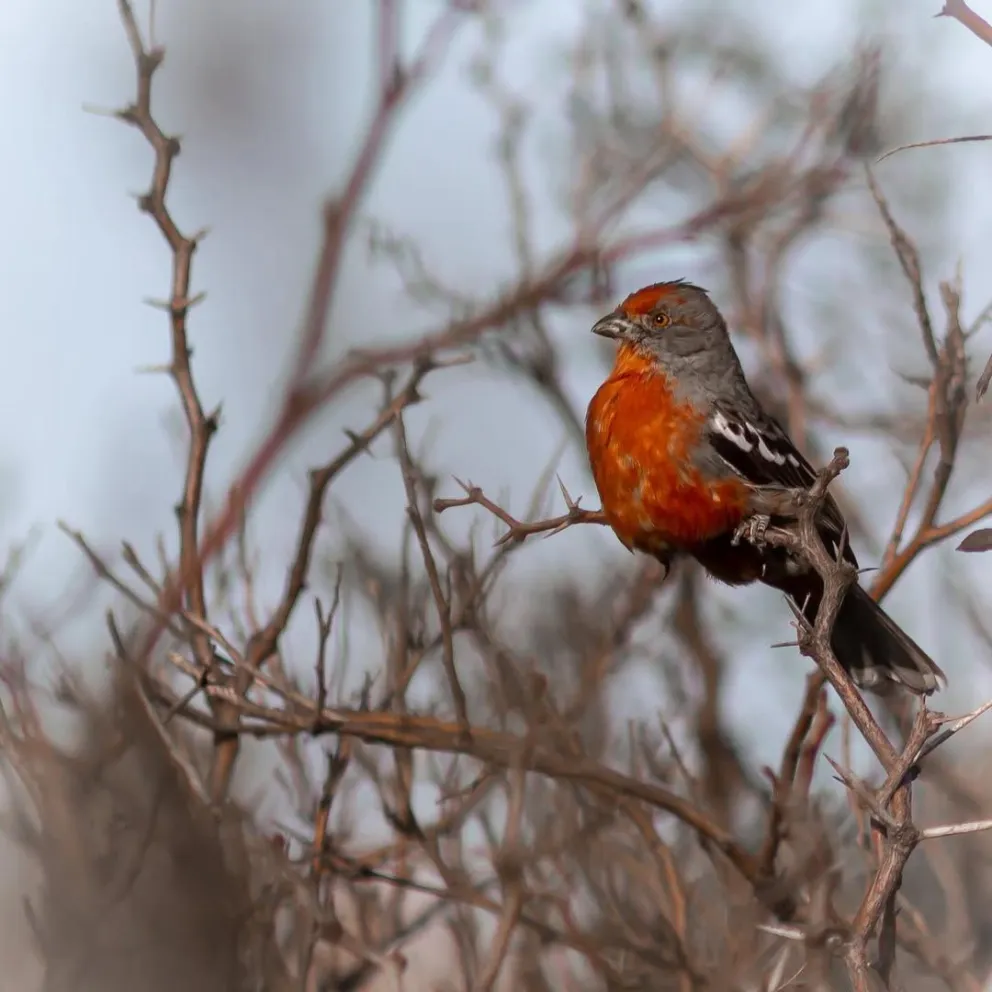 Foto de Phytotoma rutila, también conocido como "Cortarramas".
