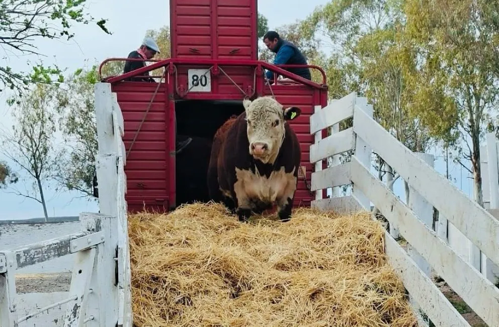 Altas expectativas por una de las exposiciones rurales más convocantes en Río Negro. 