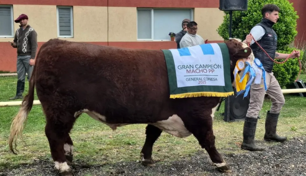 De los 220 animales presentados en el remate de Conesa se vendieron 116