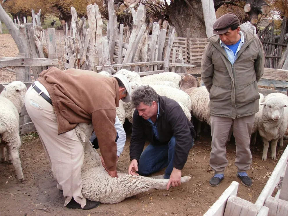 En plena revisación. Foto INTA.