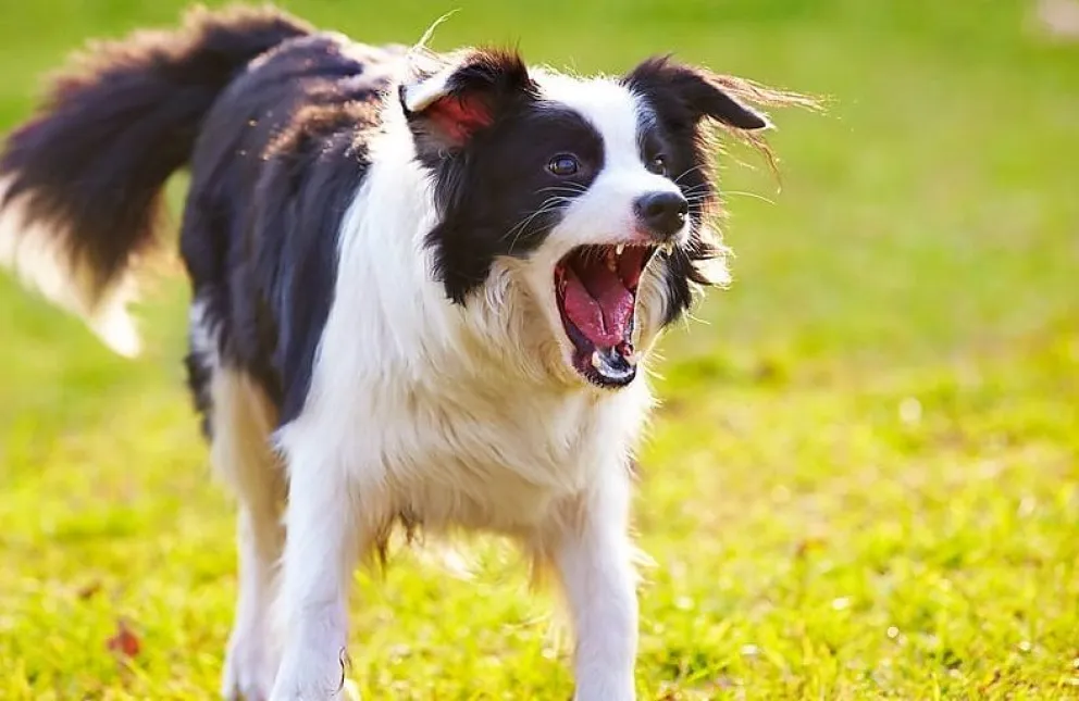 Un Border Collie atacó a una vecina del barrio Los Fresnos, y el caso terminó en la Justicia (Foto: ilustrativa)