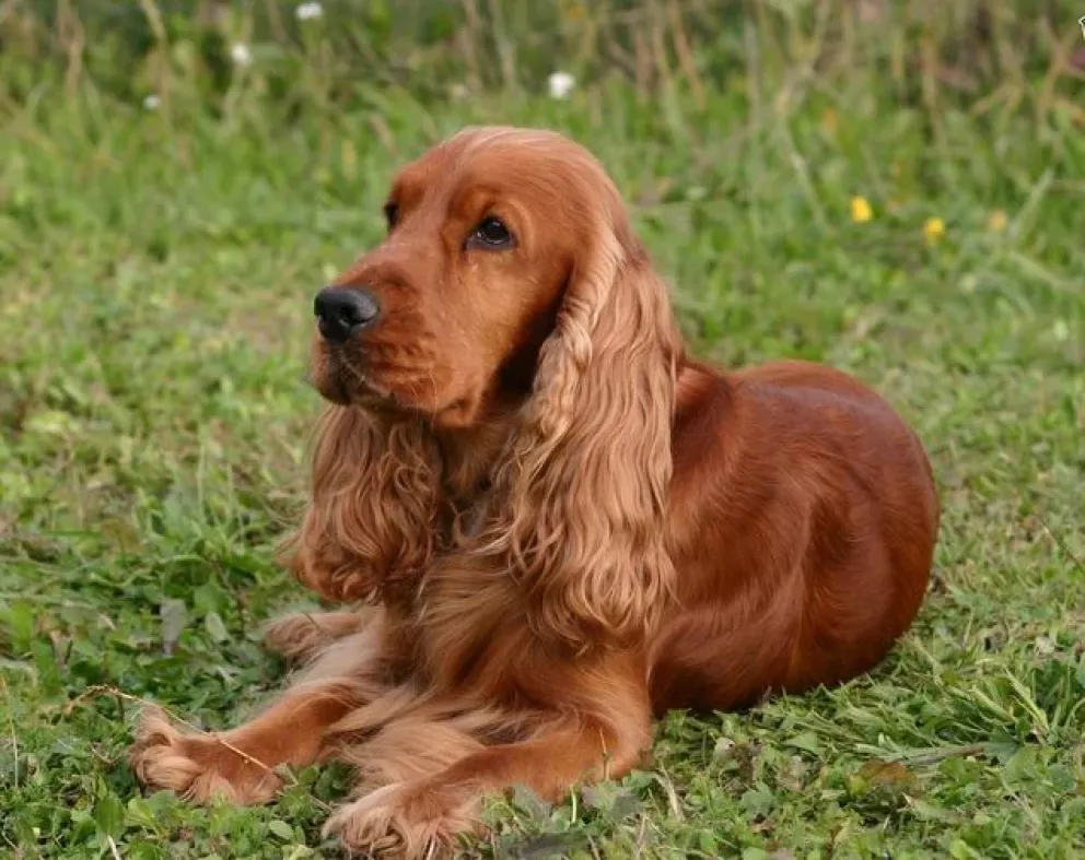 Usaron una presunta perra cocker como señuelo para la estafa. 