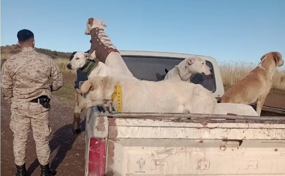 Perros a merced del cazador flojo de papeles en General Conesa. 