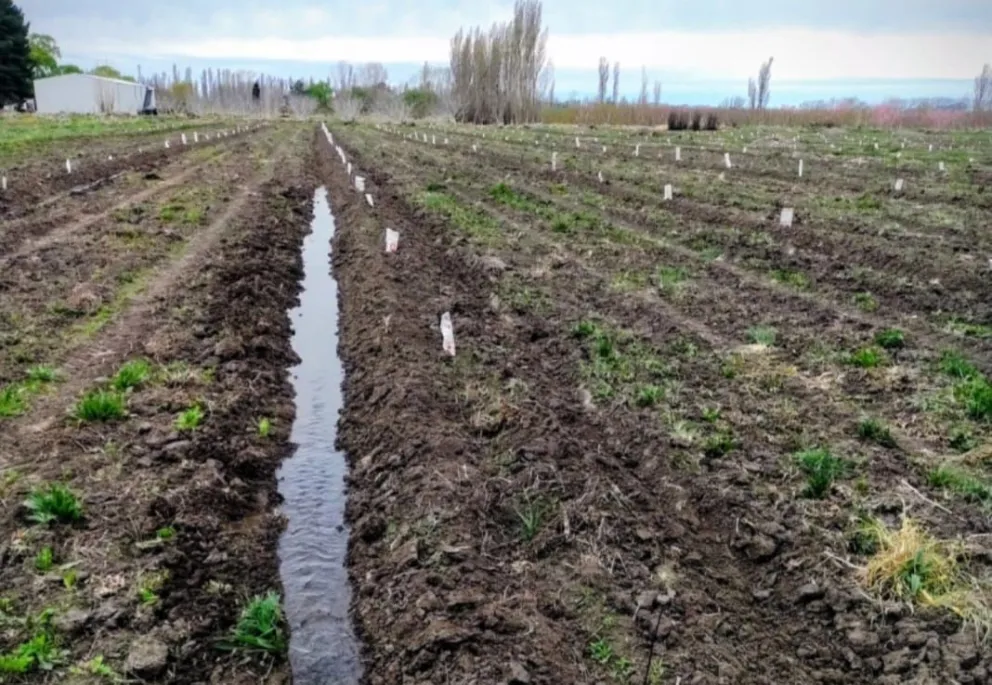 Zopilote de la Patagonia forma parte de eventos locales.