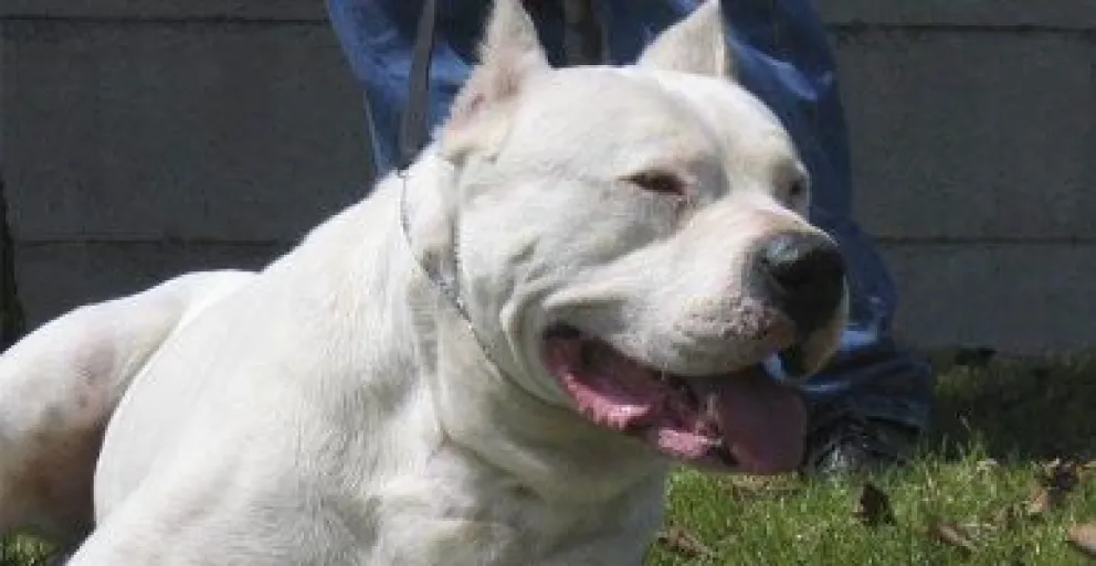 Un ejemplar de la raza. Foto archivo.