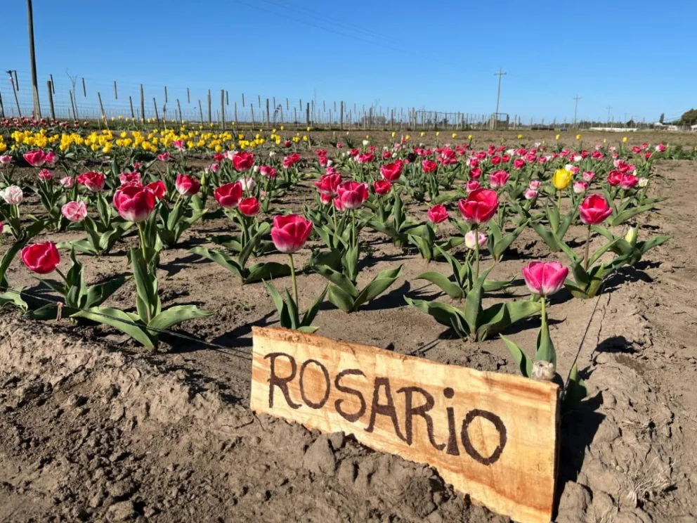 Plantaciones de tulipanes para atraer otro tipo de turismo en la región. 