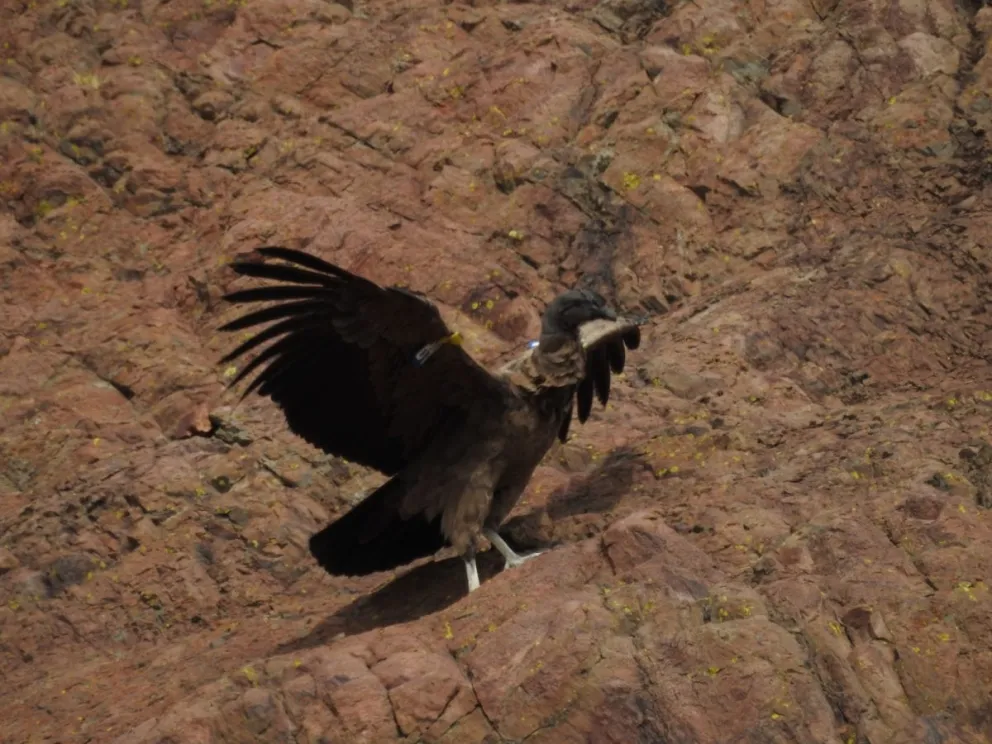 La amenaza del uso de cebos tóxicos persiste como uno de los principales desafíos.