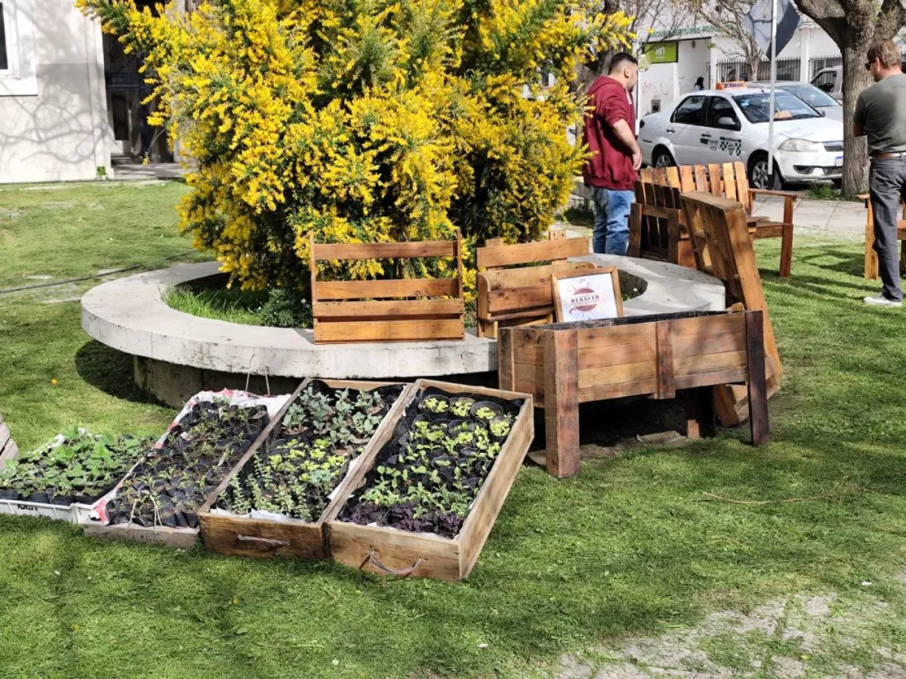 Los resultados se muestran en la oferta de plantines provenientes del vivero comunitario. Foto: Ministerio de Salud de Río Negro.