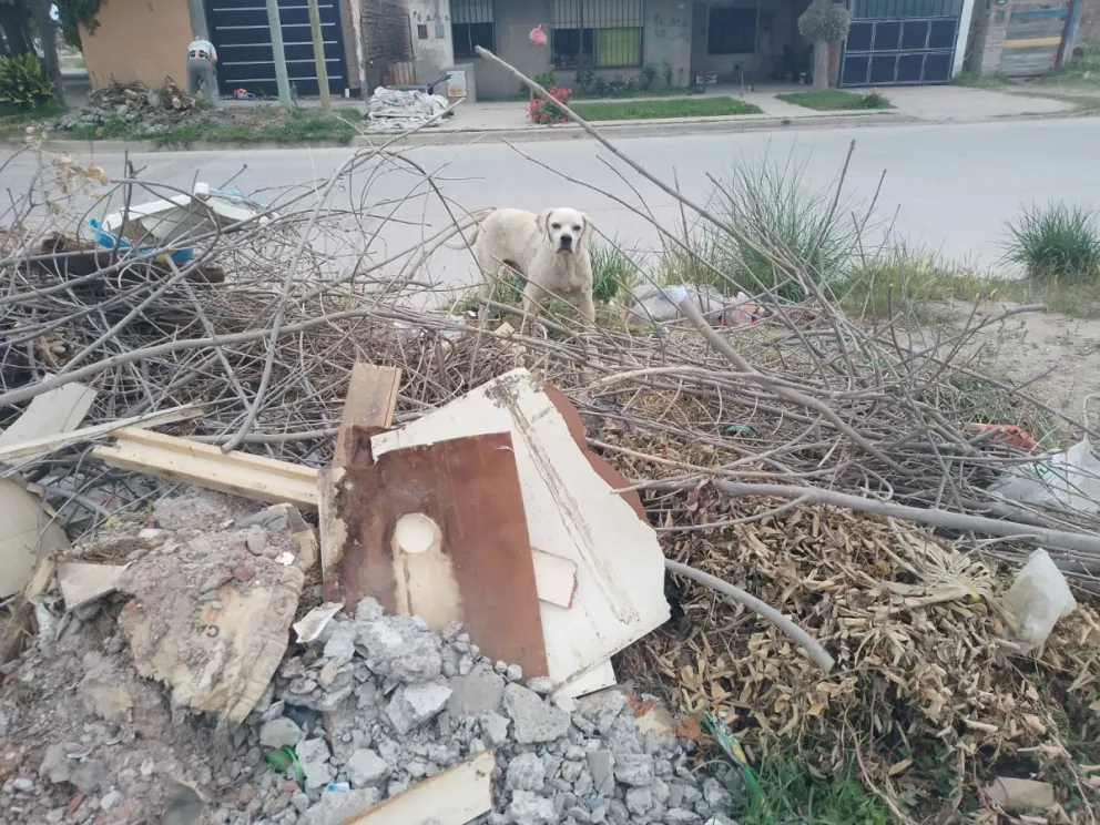 El lugar tiene todo tipo de basura, incluso domiciliaria. 