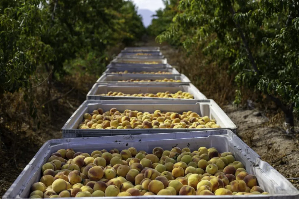 La fruta está, pero lo que se viene en materia económica es una incógnita. 