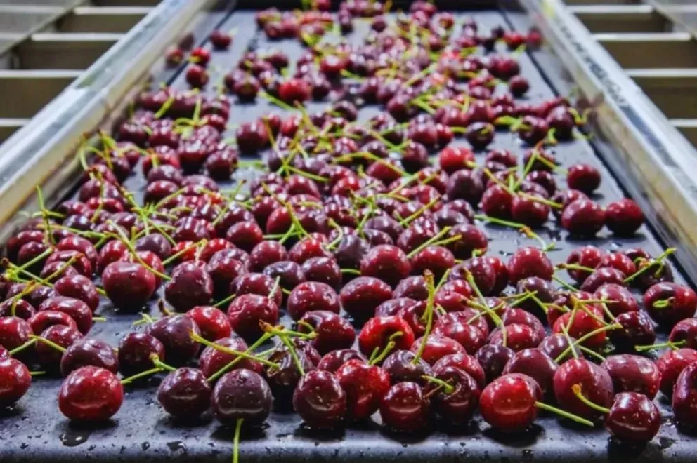 La región del Alto Valle produce del 80 al 90% de las peras y manzanas del país. 