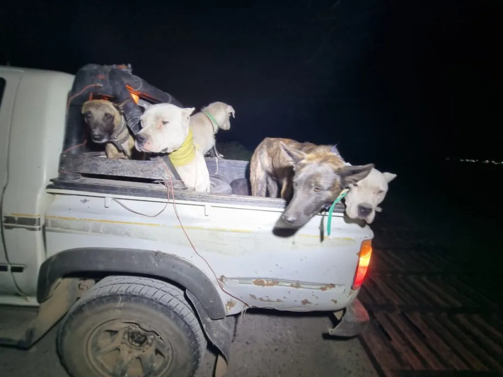 Sin ataduras en la caja de la camioneta. Foto gentileza.