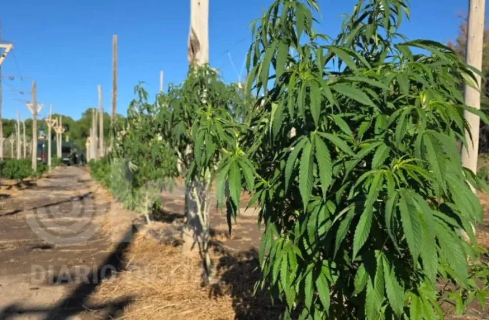 La plantación de marihuana encontrada en la zona rural fue captada a partir de la utilización de drones. Foto gentileza.