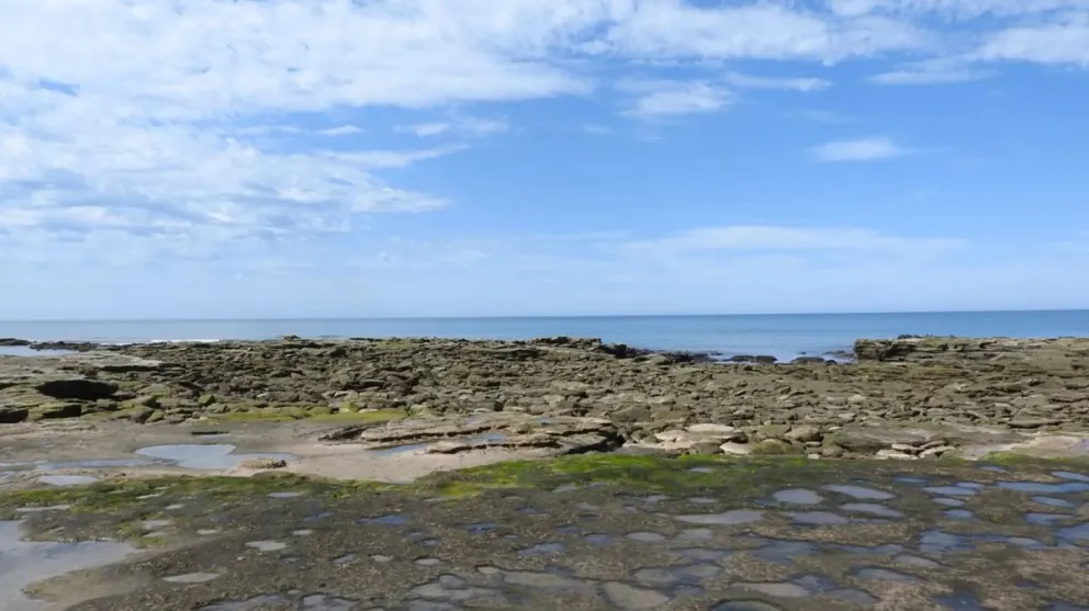 Se confirmaron la ausencia de toxinas o niveles compatibles con el consumo seguro en muestras de moluscos bivalvos.
Foto: Gobierno de Río Negro.