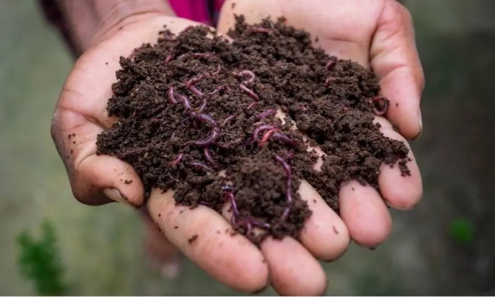 La roja californiana también se puede usar como carnada de pesca. Foto gentileza Curzas.