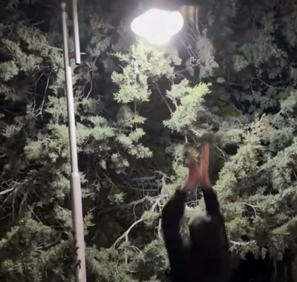 Uno quedó enganchado en una red social en el momento de la rotura. Foto gentileza Municipalidad de Viedma.