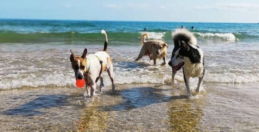 Los perros en las playas locales siguen generando controversia. Foto: archivo 