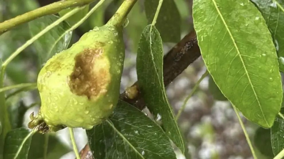 El funcionario señaló que la recurrencia de heladas, sequías e incendios obliga a una preparación urgente.