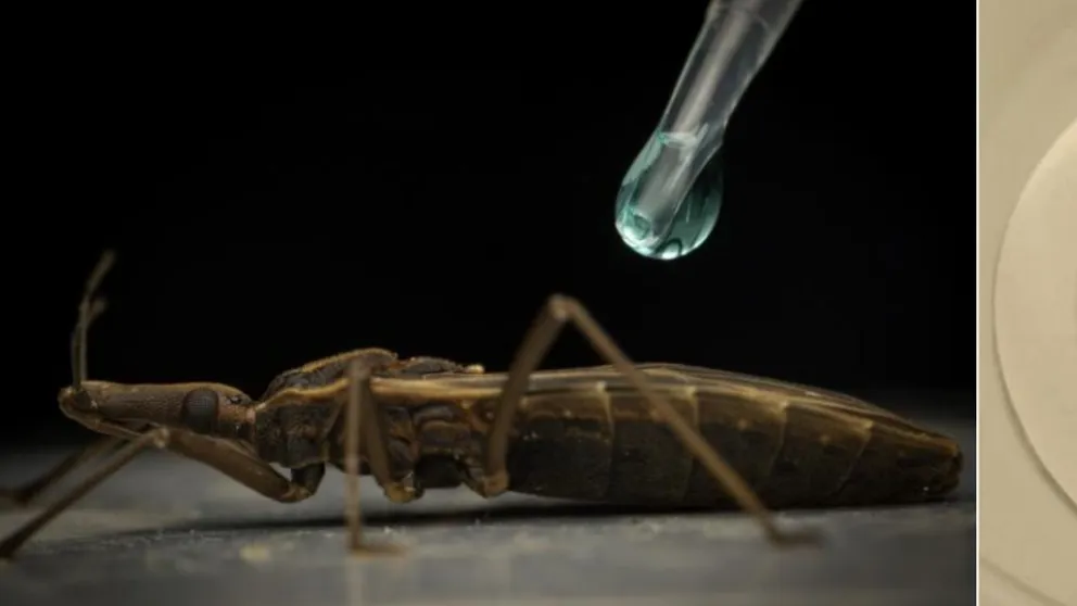 La gota que rebalsó al maligno insector. Foto gentileza: UNRN.
