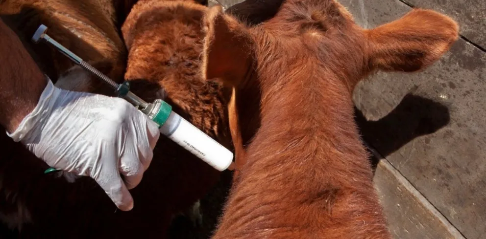 Chiesa pidió resolver la "incongruencia" que afecta la credibilidad del país como exportador.